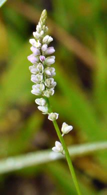 image of Senega ambigua, Loose Milkwort, Alternate Milkwort, Whorled Milkwort