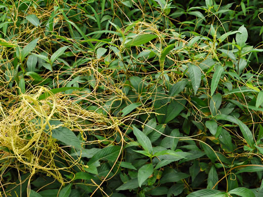 image of Cuscuta gronovii var. gronovii, Swamp Dodder, Common Dodder