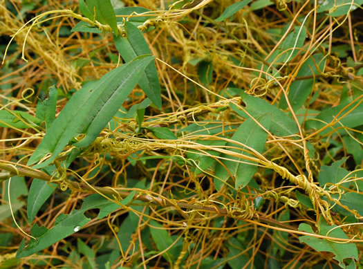 image of Cuscuta gronovii var. gronovii, Swamp Dodder, Common Dodder