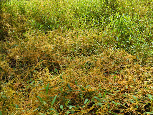 image of Cuscuta gronovii var. gronovii, Swamp Dodder, Common Dodder