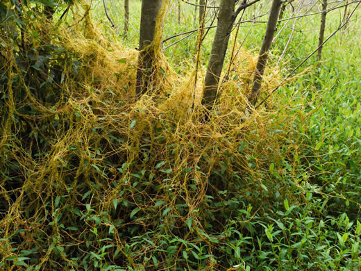 image of Cuscuta gronovii var. gronovii, Swamp Dodder, Common Dodder