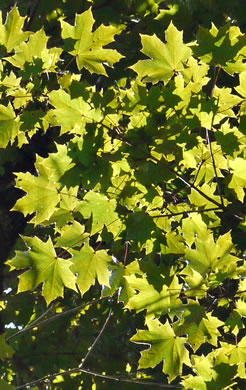 Acer platanoides ssp. platanoides, Norway Maple