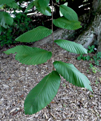 image of Ulmus procera, English Elm, English Cork Elm