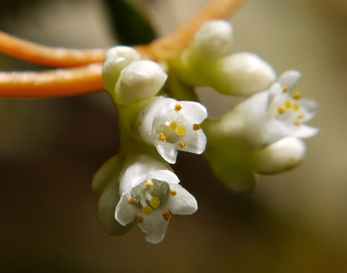 image of Cuscuta gronovii var. gronovii, Swamp Dodder, Common Dodder
