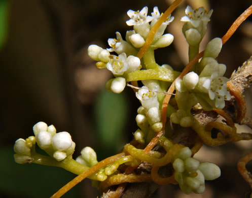 image of Cuscuta gronovii var. gronovii, Swamp Dodder, Common Dodder