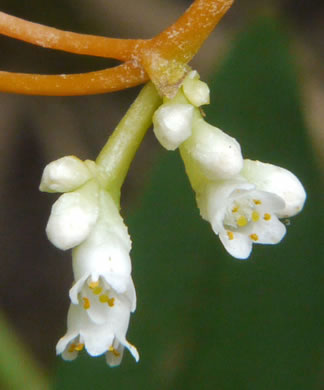 image of Cuscuta gronovii var. gronovii, Swamp Dodder, Common Dodder