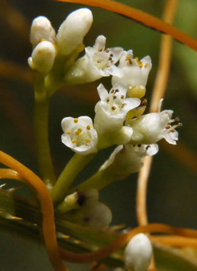 image of Cuscuta gronovii var. gronovii, Swamp Dodder, Common Dodder