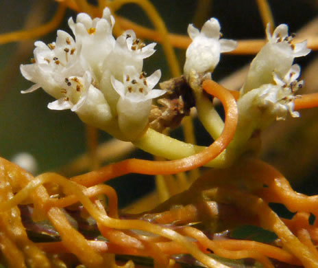 image of Cuscuta gronovii var. gronovii, Swamp Dodder, Common Dodder