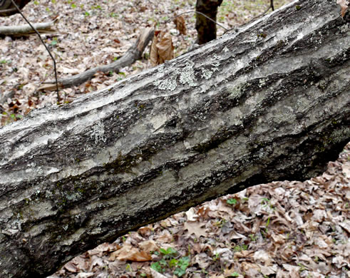 image of Quercus rubra +, Northern Red Oak