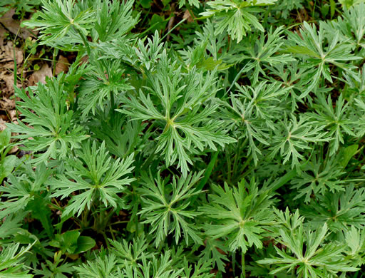 image of Ranunculus acris var. acris, Tall Buttercup, Bitter Buttercup