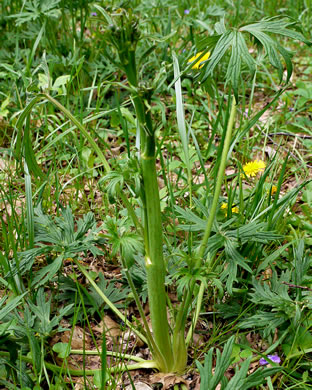 image of Ranunculus acris var. acris, Tall Buttercup, Bitter Buttercup