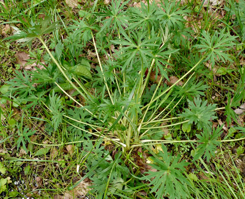 image of Ranunculus acris var. acris, Tall Buttercup, Bitter Buttercup
