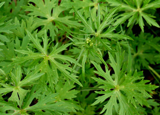 image of Ranunculus acris var. acris, Tall Buttercup, Bitter Buttercup