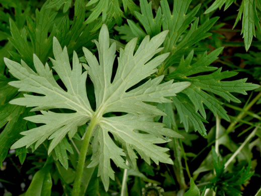 image of Ranunculus acris var. acris, Tall Buttercup, Bitter Buttercup