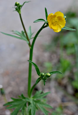 image of Ranunculus acris var. acris, Tall Buttercup, Bitter Buttercup