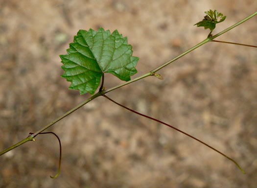 Vitis rotundifolia, Muscadine, Scuppernong