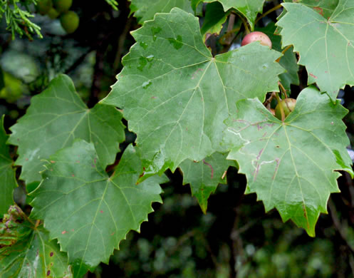image of Vitis rotundifolia, Muscadine, Scuppernong