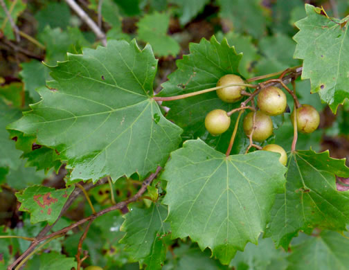 image of Vitis rotundifolia, Muscadine, Scuppernong