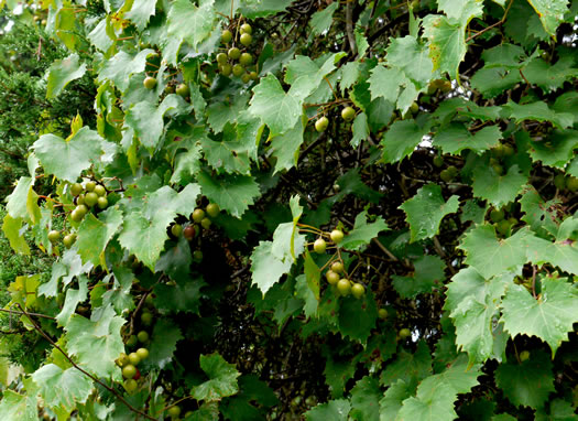 image of Vitis rotundifolia, Muscadine, Scuppernong