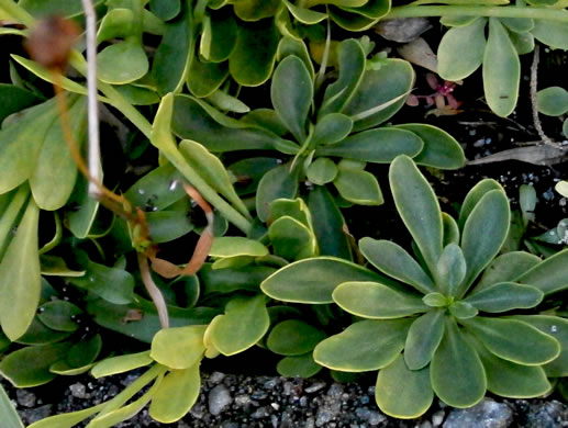 image of Senega lutea, Orange Milkwort, Red-hot-poker, Candyroot, Yellow Bachelor's-buttons