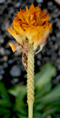 image of Senega lutea, Orange Milkwort, Red-hot-poker, Candyroot, Yellow Bachelor's-buttons