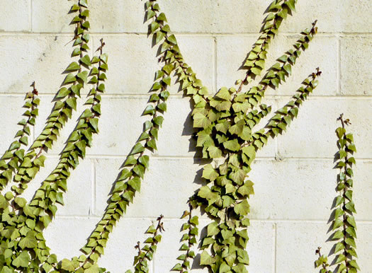 image of Hedera helix, English Ivy, Common Ivy
