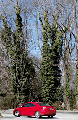 image of Hedera helix, English Ivy, Common Ivy