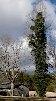 image of Hedera helix, English Ivy, Common Ivy