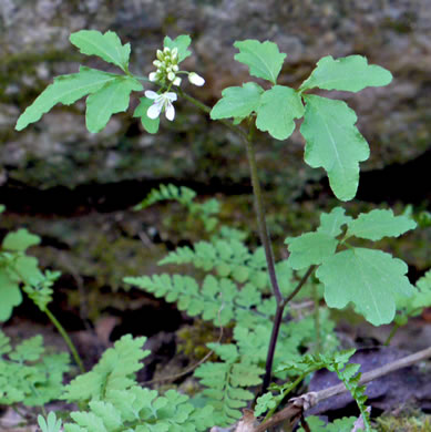 image of Cardamine flagellifera, Large-flowered Blue Ridge Bittercress