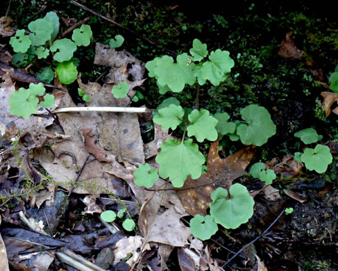 image of Cardamine flagellifera, Large-flowered Blue Ridge Bittercress