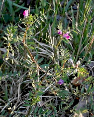 image of Vicia sativa var. angustifolia, Narrowleaf Vetch, Garden Vetch