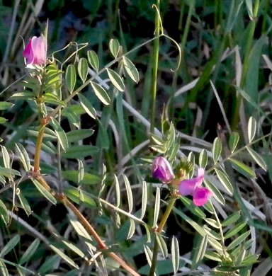 image of Vicia sativa var. angustifolia, Narrowleaf Vetch, Garden Vetch
