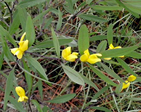 image of Baptisia lanceolata, Gopherweed, Lanceleaf Wild Indigo