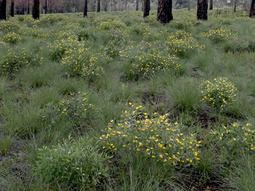 image of Baptisia lanceolata, Gopherweed, Lanceleaf Wild Indigo