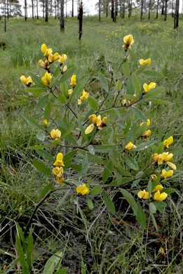 image of Baptisia lanceolata, Gopherweed, Lanceleaf Wild Indigo