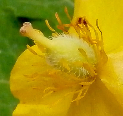 image of Chelidonium diphyllum, Celandine-poppy, Woods-poppy