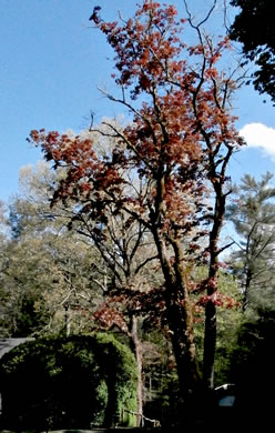 image of Acer platanoides ssp. platanoides, Norway Maple
