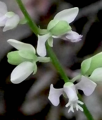 image of Senega polygama, Racemed Milkwort, Bitter Milkwort, Purple Milkwort