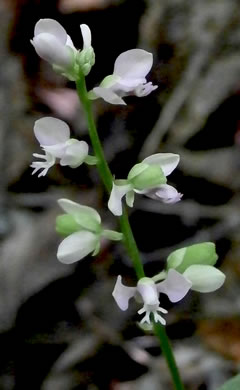 image of Senega polygama, Racemed Milkwort, Bitter Milkwort, Purple Milkwort