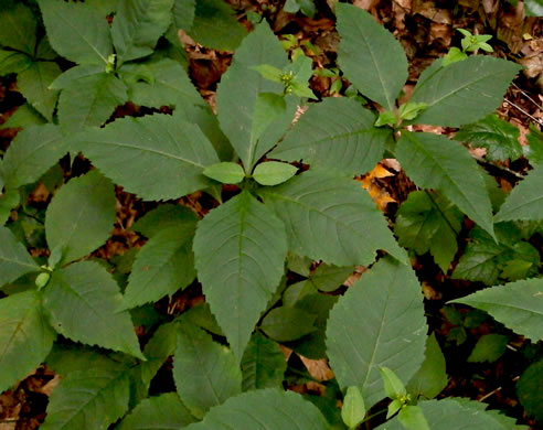 image of Silphidium latifolium, Broadleaf Tickseed, Broadleaf Coreopsis