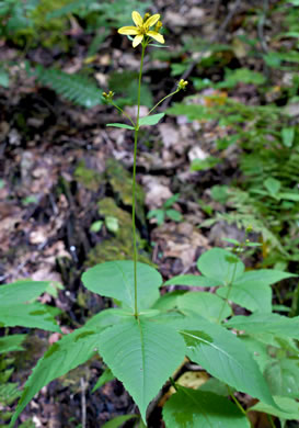 image of Silphidium latifolium, Broadleaf Tickseed, Broadleaf Coreopsis