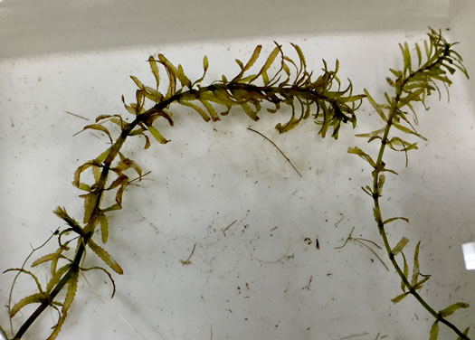 image of Hydrilla verticillata ssp. peregrina, Wandering Hydrilla