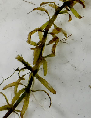Hydrilla verticillata ssp. peregrina, Wandering Hydrilla