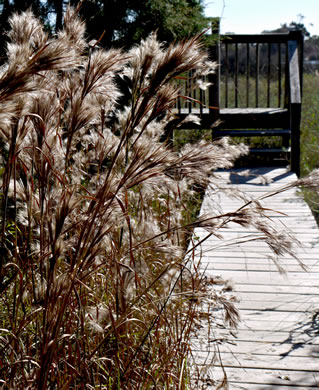image of Anatherum tenuispatheum, Maritime Bushy Bluestem, Bushy Beardgrass, Maritime Bluestem