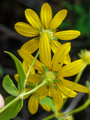 image of Anacis major, Whorled Coreopsis, Woodland Coreopsis