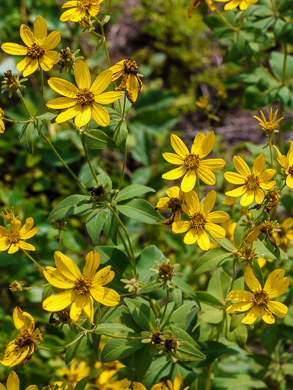 image of Anacis major, Whorled Coreopsis, Woodland Coreopsis