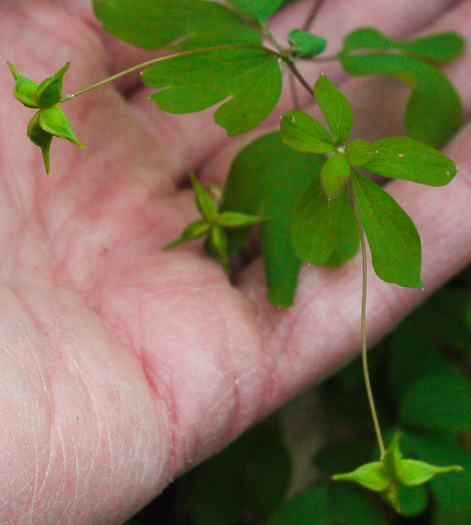 Isopyrum biternatum, False Rue-anemone, Isopyrum