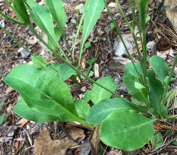 image of Krigia biflora var. biflora, Orange Dwarf-dandelion, Two-flower Dwarf-dandelion, Two-flower Cynthia, Twin-flowered Cynthia