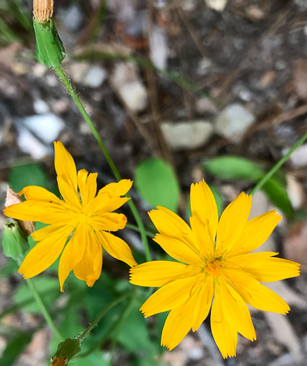 image of Krigia biflora var. biflora, Orange Dwarf-dandelion, Two-flower Dwarf-dandelion, Two-flower Cynthia, Twin-flowered Cynthia