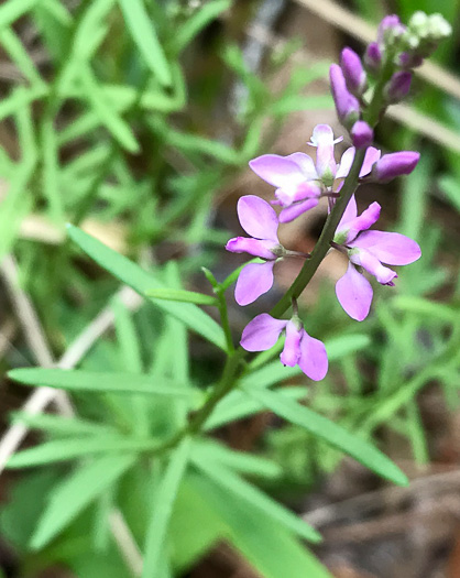 image of Senega polygama, Racemed Milkwort, Bitter Milkwort, Purple Milkwort